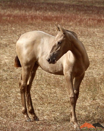Elegant Pearl EV (foal)