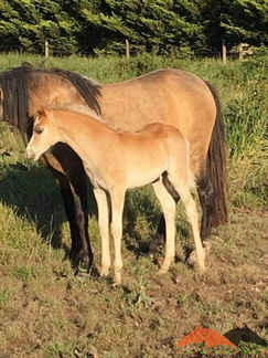 Brampton Bewitched 2020 colt