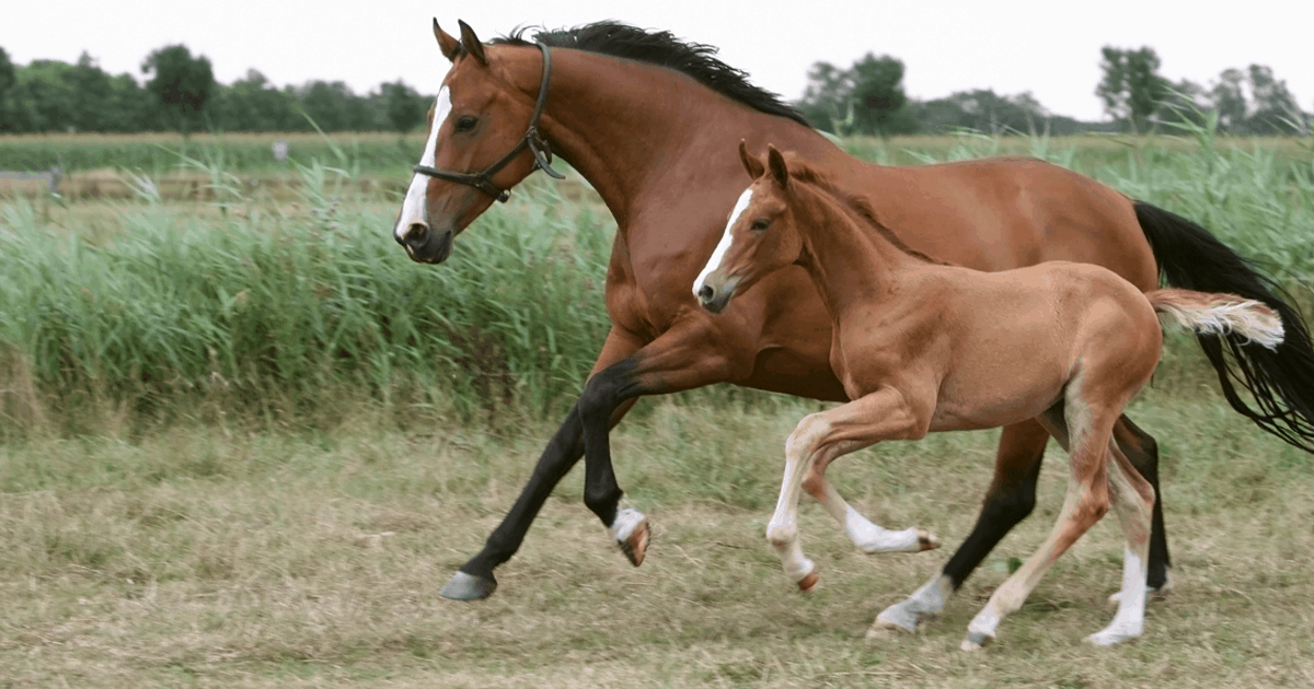 Mare and Foal