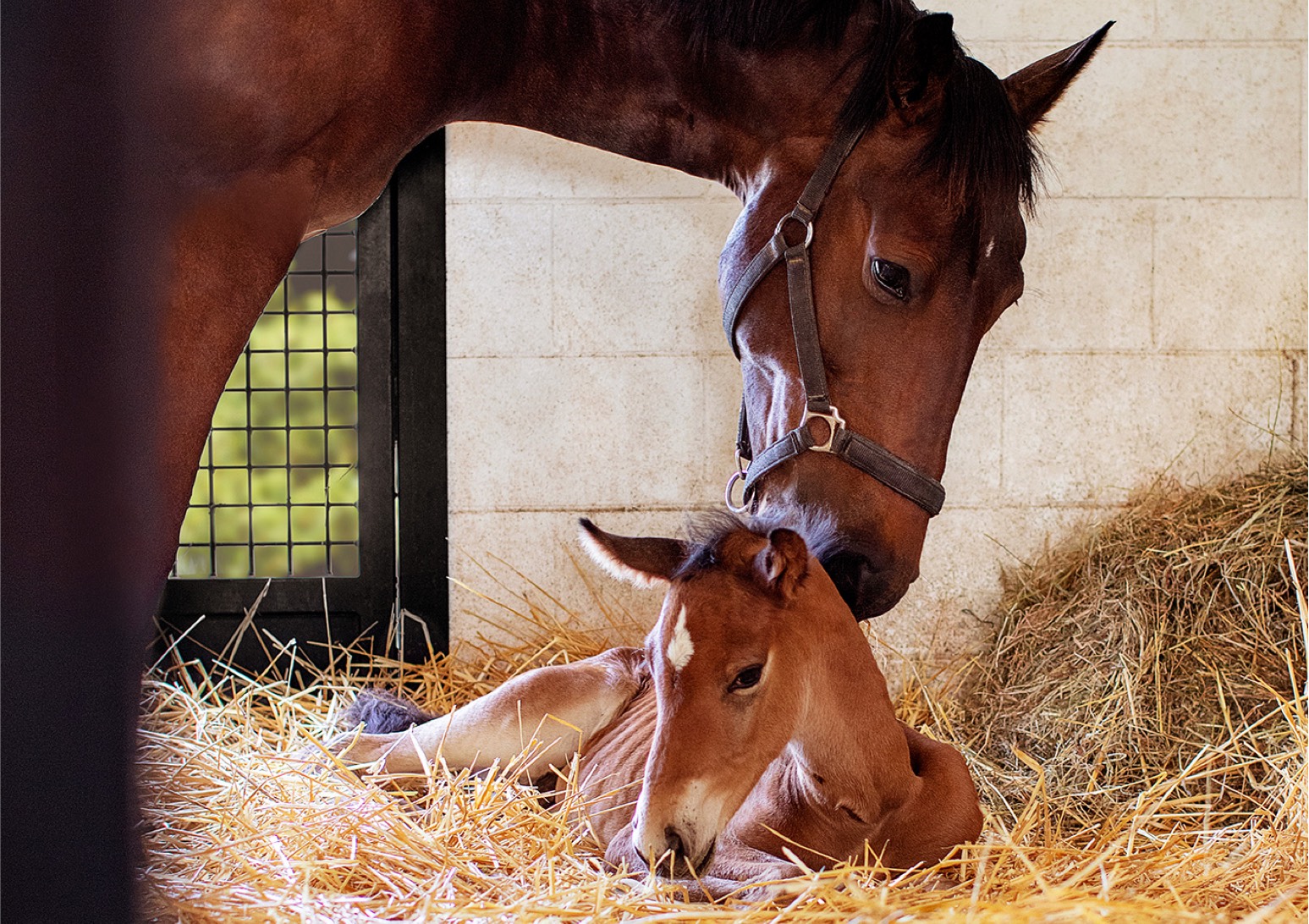 Mare and Foal