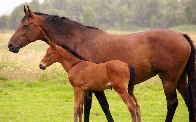 Mare and Foal