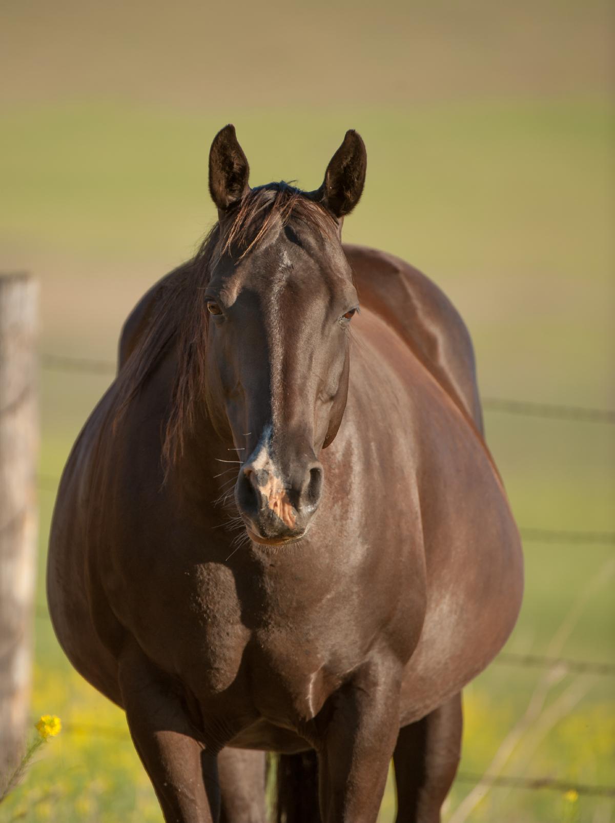 Pregnant Mare