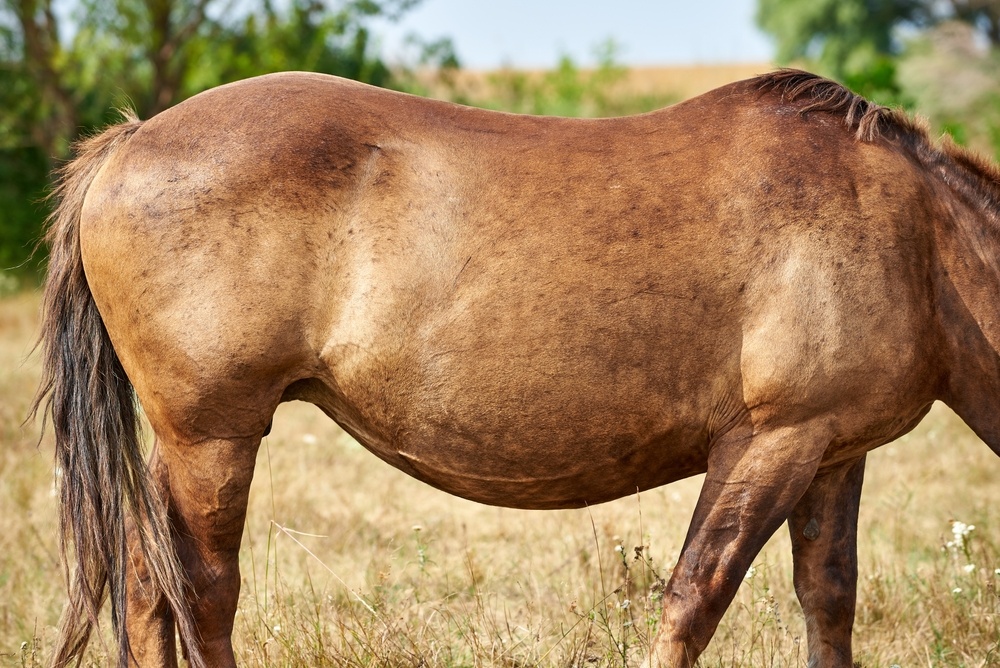 Pregnant Mare