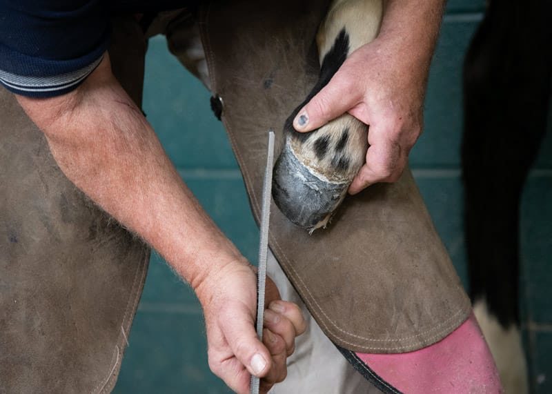 Foal Hoof