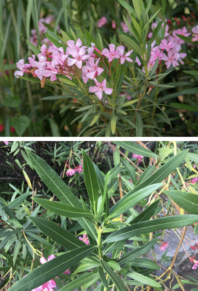 Oleander