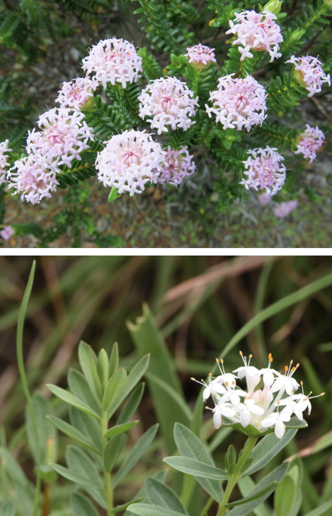 Pimelea