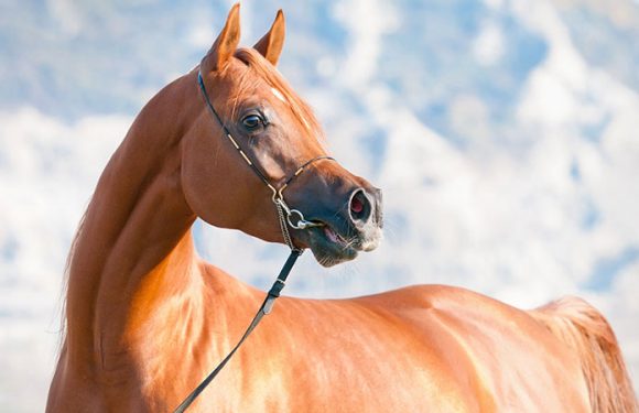 Genetic study of Arabian horses challenges some common beliefs about the ancient breed