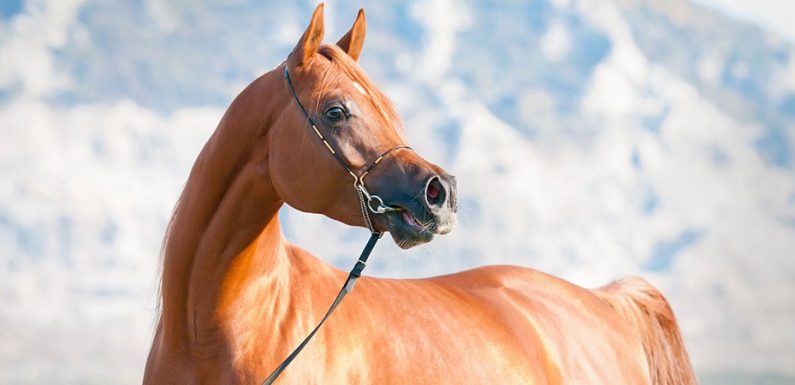 Chestnut mare, beware … or not!