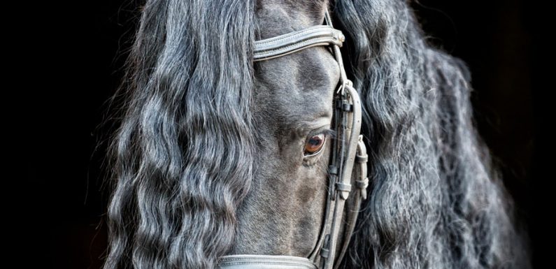 Tests for Friesians