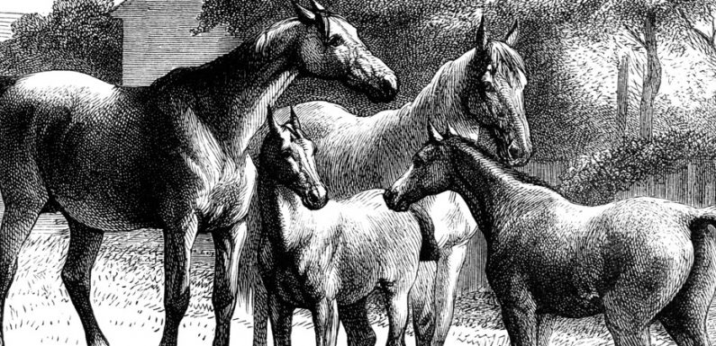 Sex chromosome disorder testing for horses