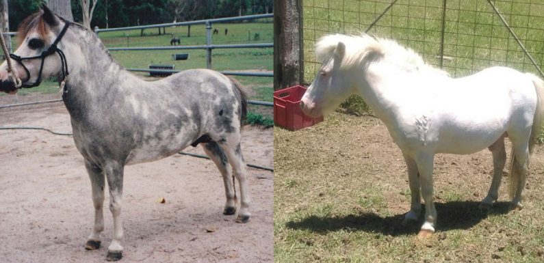 W13 in Australian Miniature horses