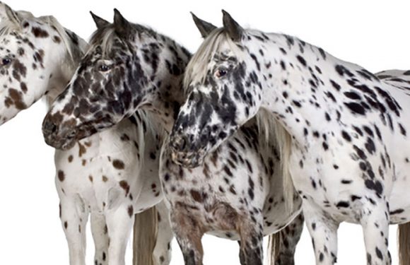 Researchers Connect the Dots on Spotted Coat Color Genetics