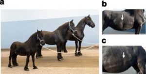 photo of friesian dwarfism