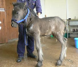Foal Immunodeficiency Syndrome (FIS)