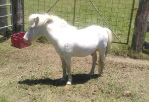 Bandit, a miniature stallion carrying one copy of W13. Photo courtesy of Schona Ball