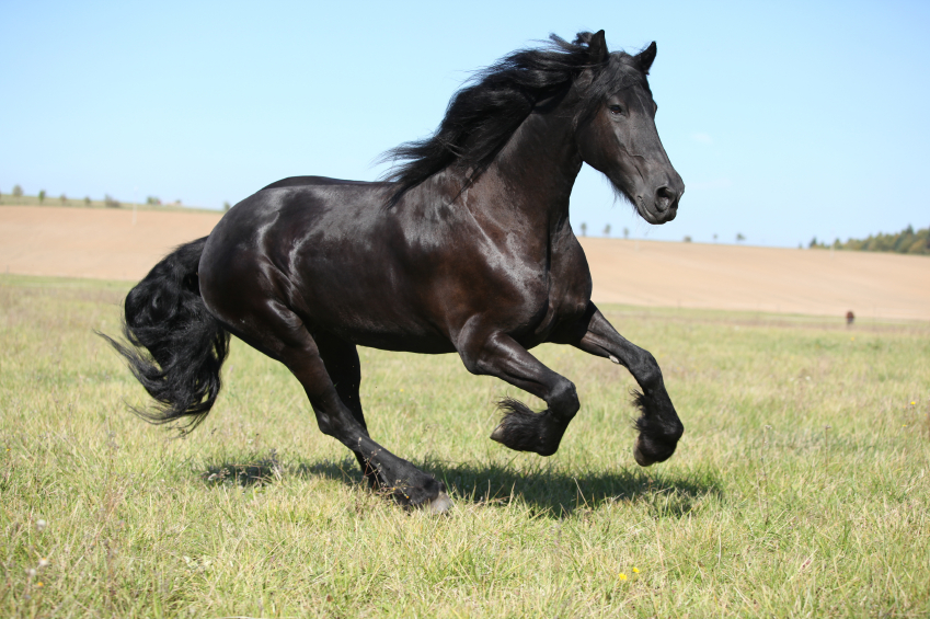 Tests for Friesian Dwarfism