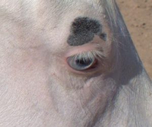 photo of a blue eyed horse