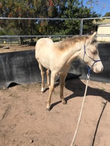 amber cream champange filly