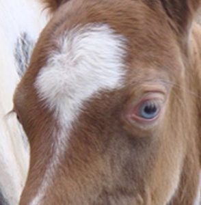 a champagne foal with blue eyes