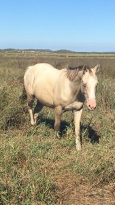 palomino colt