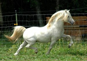 Grey Welsh Mountain Pony