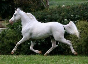 white mini stallion