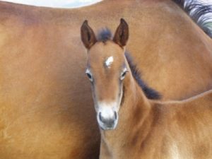 bay filly going grey