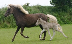 Silver mare and foal