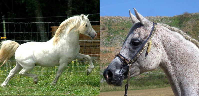 What breed is my horse?