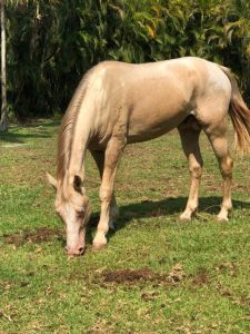 palomino appaloosa colt