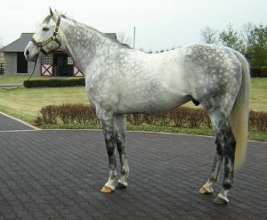 a dapple grey horse