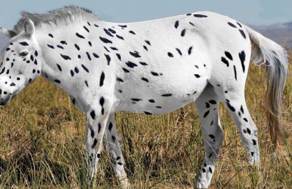 Research into the family tree of today’s horses sheds new light on the origins of the species