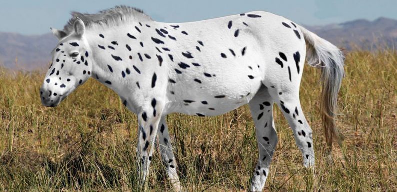 Research into the family tree of today’s horses sheds new light on the origins of the species