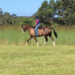 Tanlee Romeo under saddle