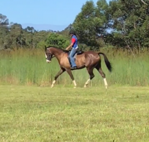 Tanlee Romeo under saddle