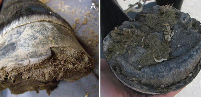 Connemara Hoof Wall Separation Disease: we need just ONE sample from a carrier!