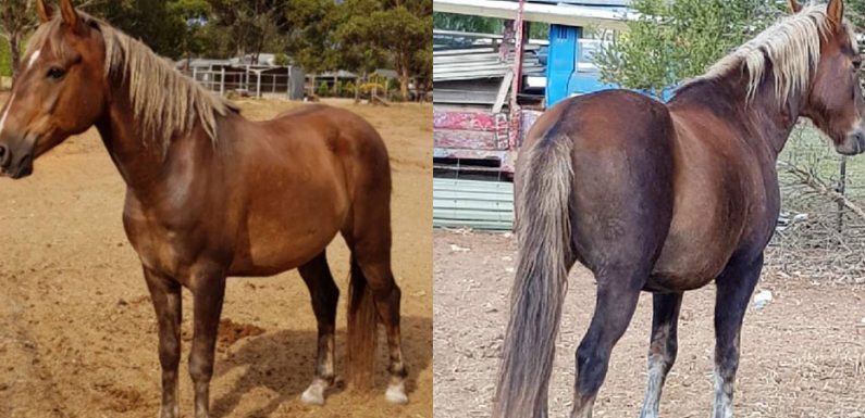 Mystery Horse May 2018