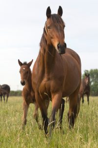 Mare and foal