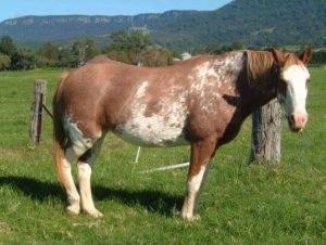 Chestnut sabino dam of Coralvale Playboy