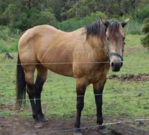 Sire of Coralvale Playboy