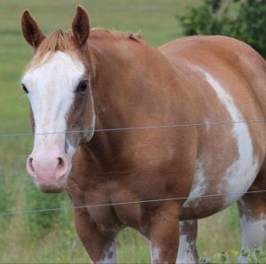 Chestnut sabino horse