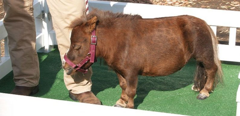 Miniature dwarfism in Australia