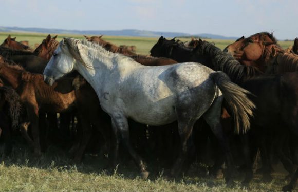 A genomic tour-de-force reveals the last 5,000 years of horse history