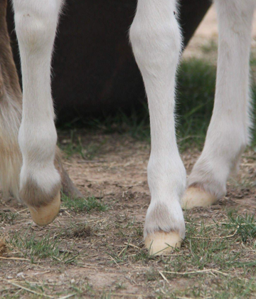 Loki the mostly white foal has some unusual markings