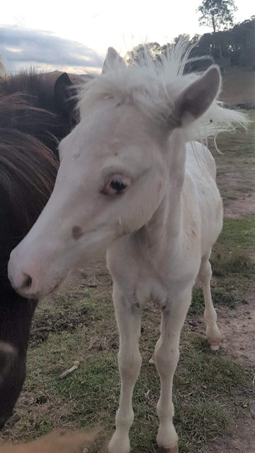 Lokie mostly white foal