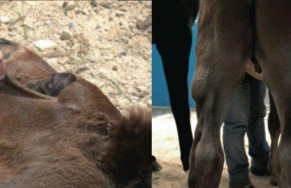 Fragile foal syndrome update