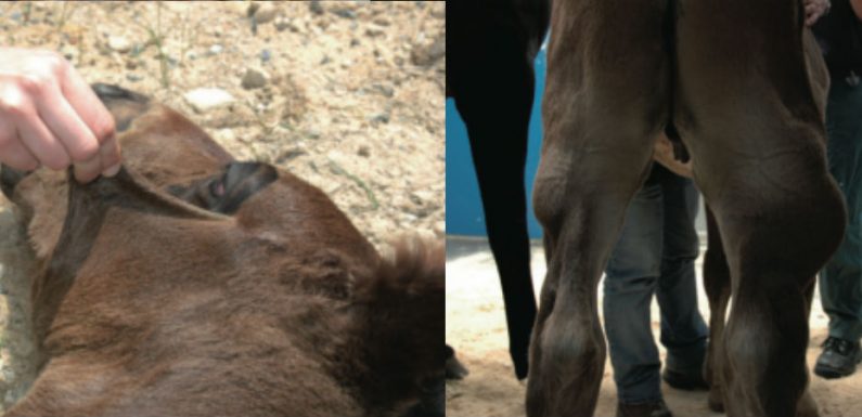 Fragile Foal update