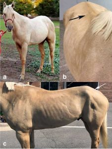 Fig. 1 (A) Normal muscle mass in an MYH1 E321G homozygote prior to developing IMM. (B) The same horse 4 months after an episode of IMM. The spine is prominent due to loss of epaxial muscles (arrow). (C) Atrophy of middle and superficial gluteal muscles (arrow) is present. From A missense mutation in MYH1 is associated with susceptibility to immune-mediated myositis in Quarter Horses. 
Finno, Carrie J et al. Skeletal Muscle, 2018 