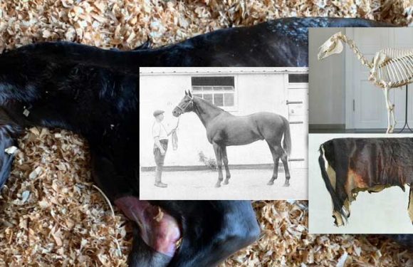 Mystery about cause of genetic disease in horses